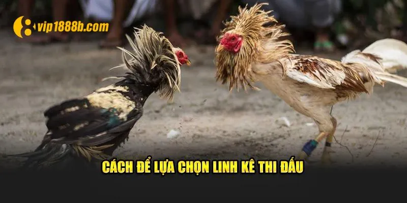 Cách để lựa chọn linh kê thi đấu 