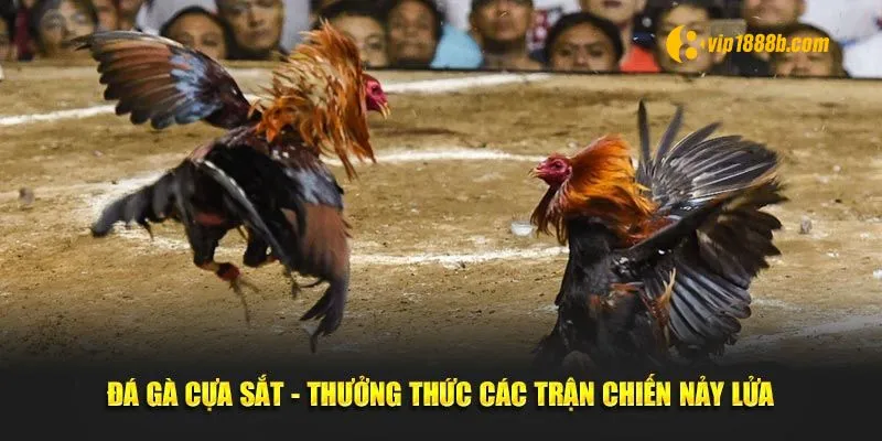 Đá gà cựa sắt