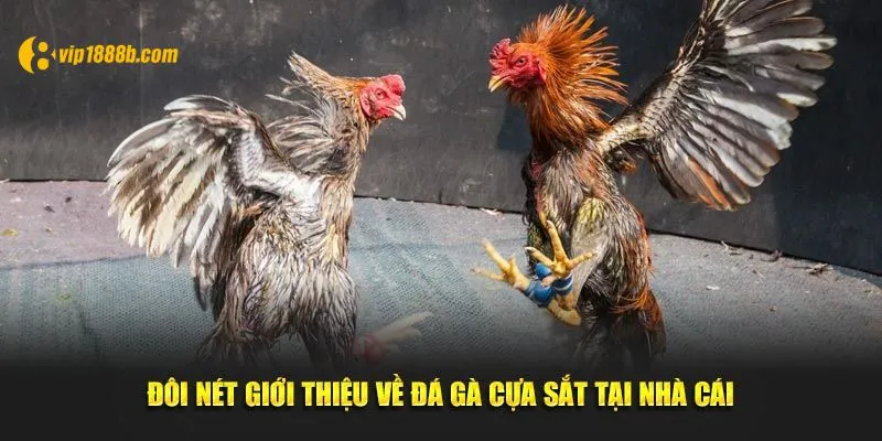 Đôi nét giới thiệu về đá gà cựa sắt tại nhà cái