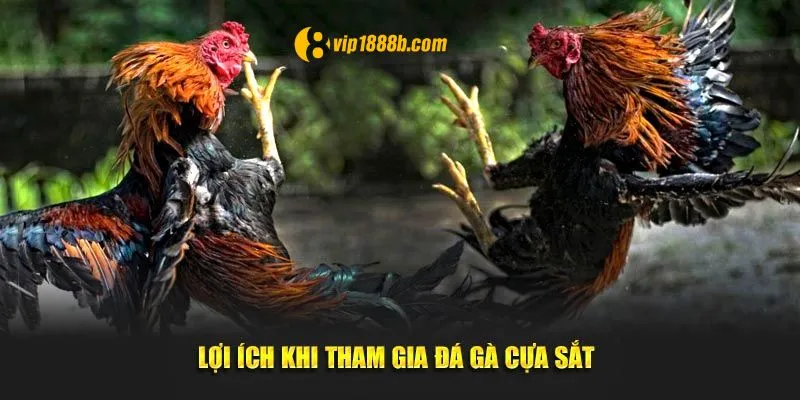 Ưu điểm đá gà cựa sắt mang lại 