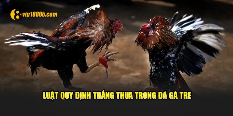 Luật quy định thắng thua trong đá gà tre