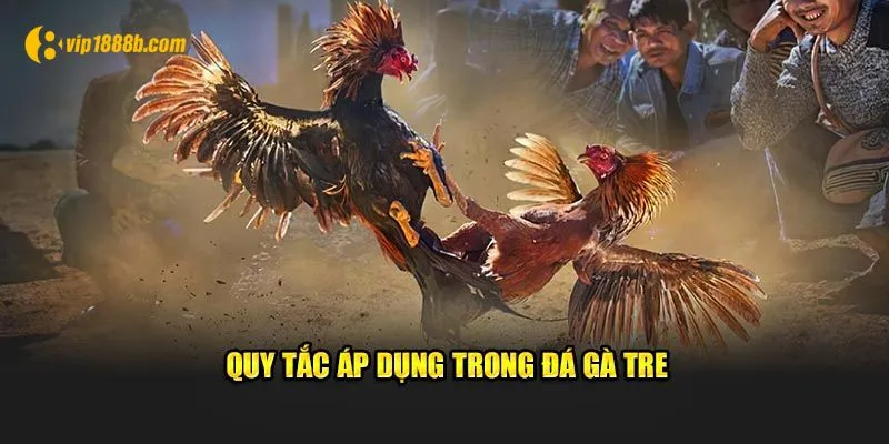 Quy tắc nào được áp dụng trong đá gà tre